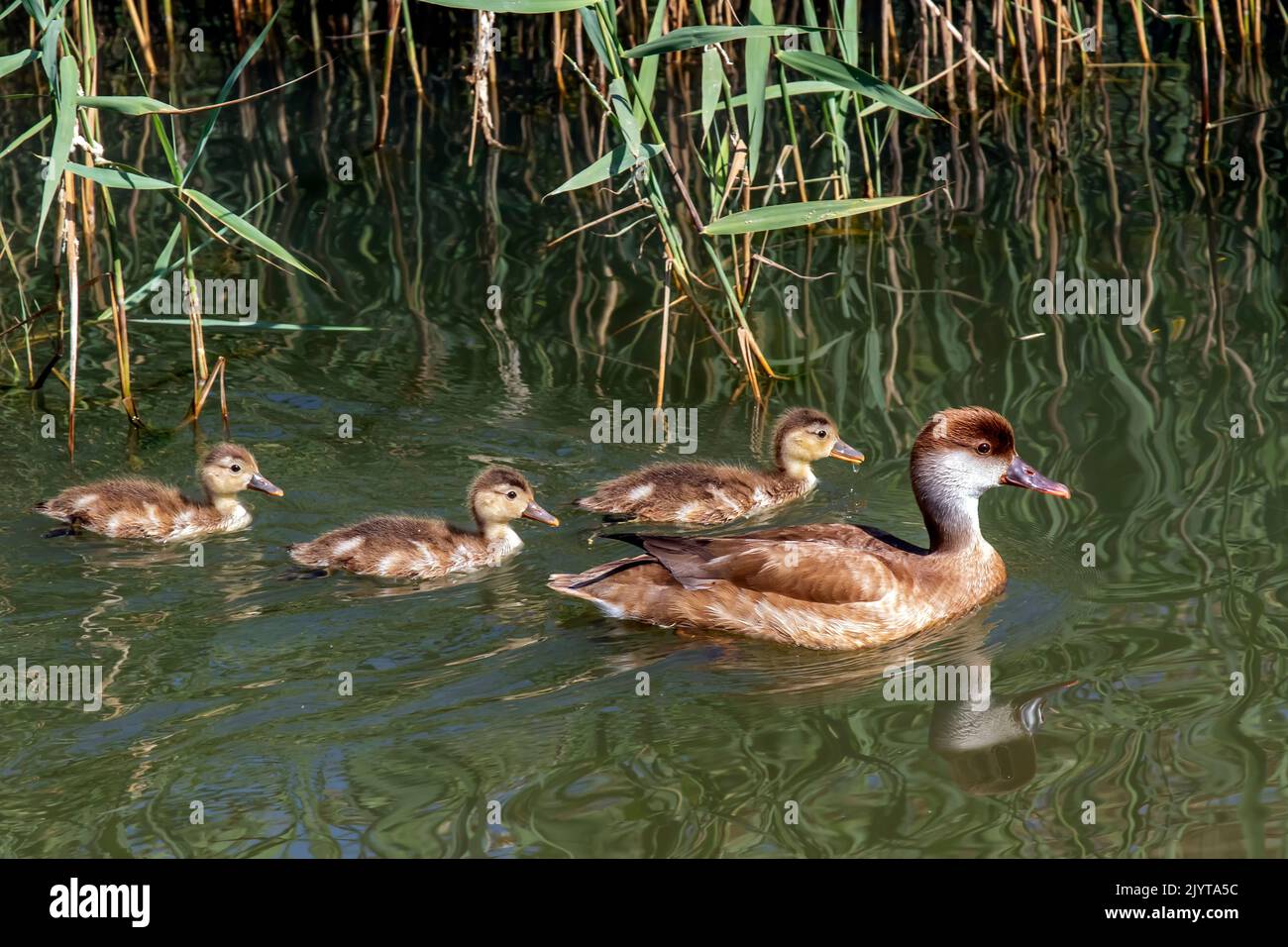 Red-crested Pochard (Netta rufina) female with three young moving on the water in spring, coastal river le Roubaud at Hyeres, Var, France Stock Photo