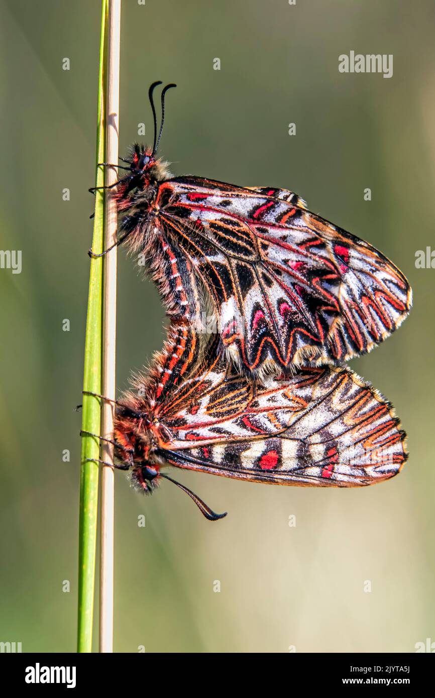 Southern Festoon (Zerynthia polyxena), pair on a grass stalk in spring, Maquis of the Maures massif in spring, Around Hyeres, Var, France Stock Photo