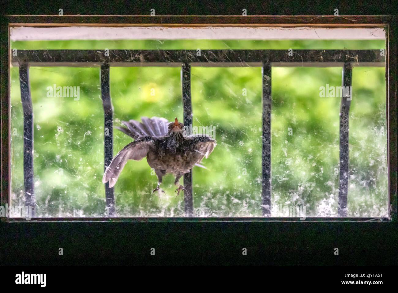 Female Blackbird (Turdus merula) struggling with her image reflected in the basement window of a house, Country garden, Lorraine, France Stock Photo