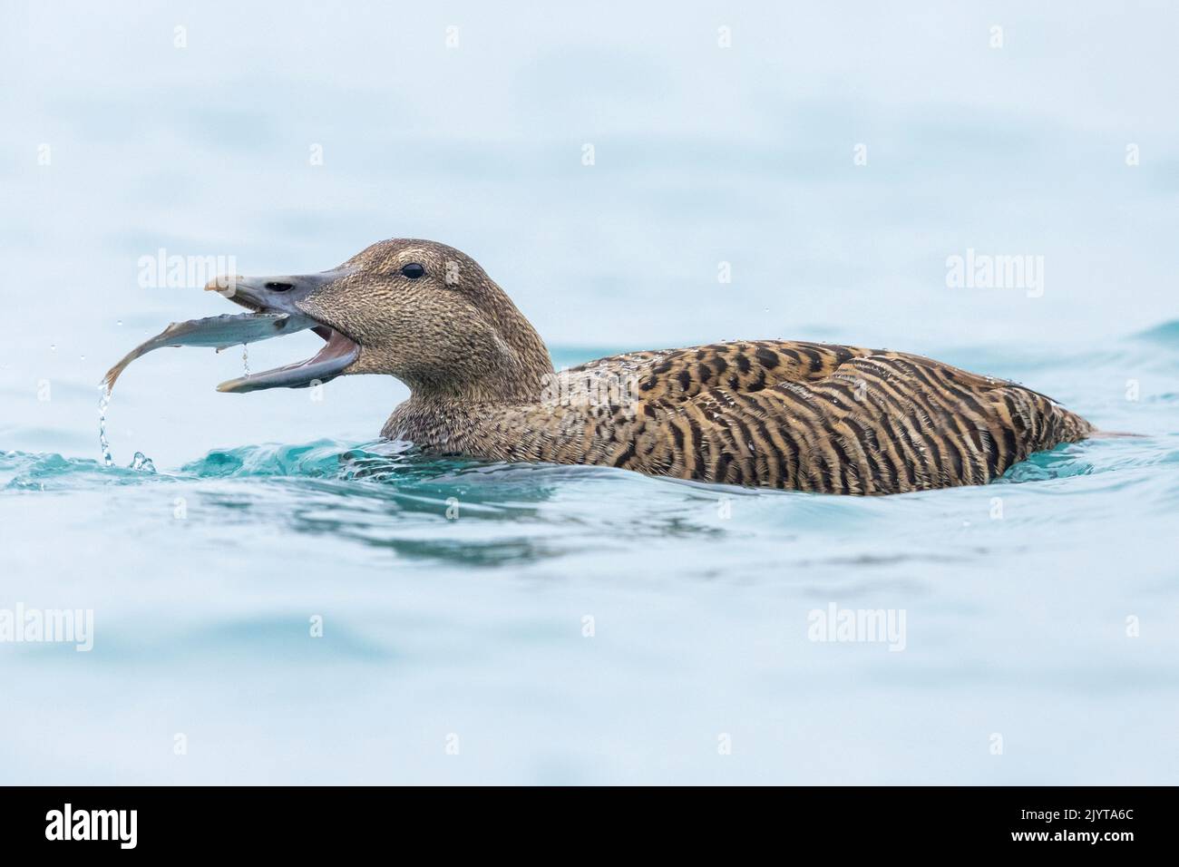 Common Eider (Somateria mollissima borealis), side view of an adult female feeding on a Sole, Southern Region, Iceland Stock Photo