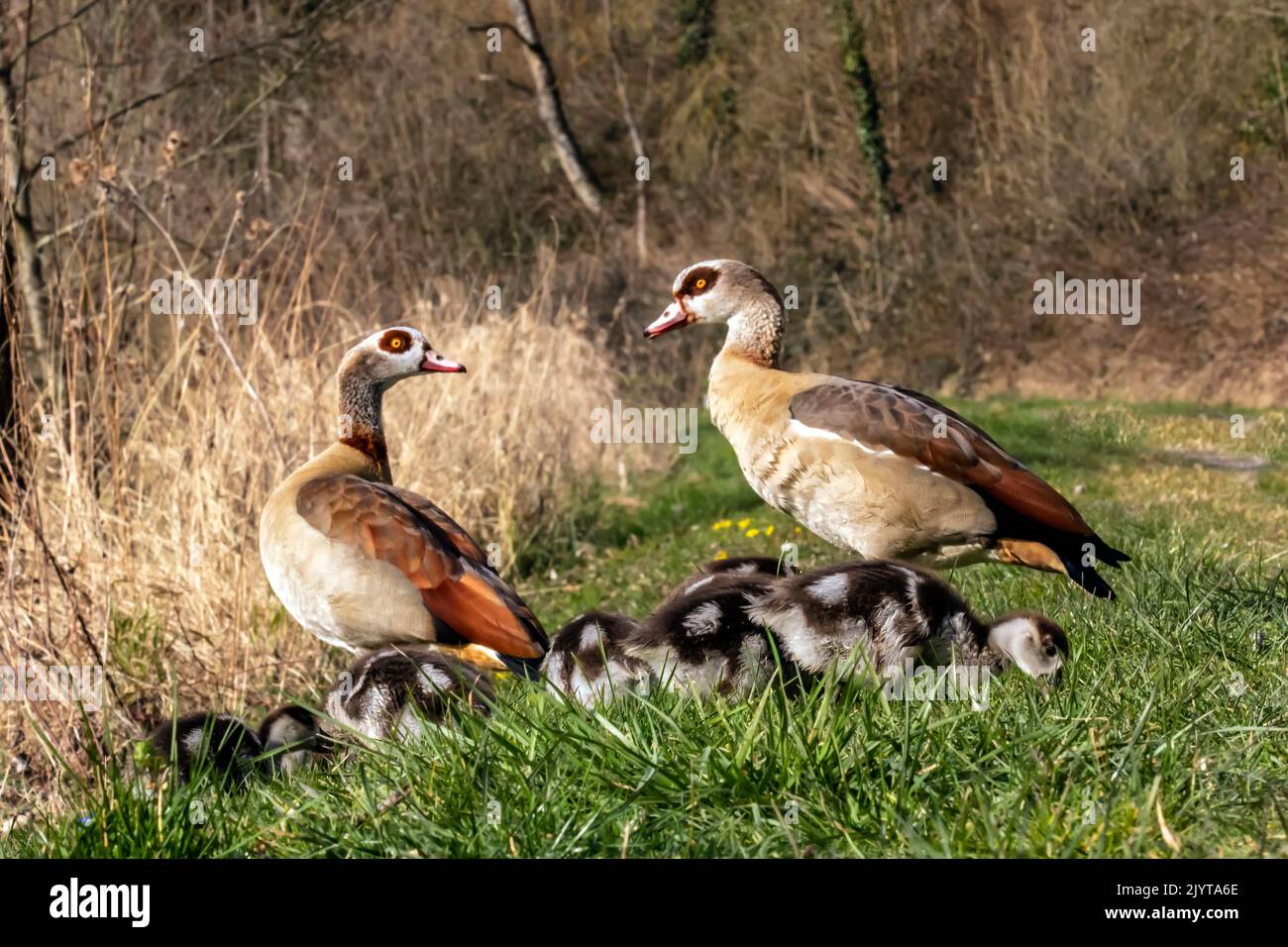Egyptian goose (Alopochen aegyptiacus), pair with chicks on grass in spring, Moselle riverbank near Liverdun, Lorraine, France Stock Photo