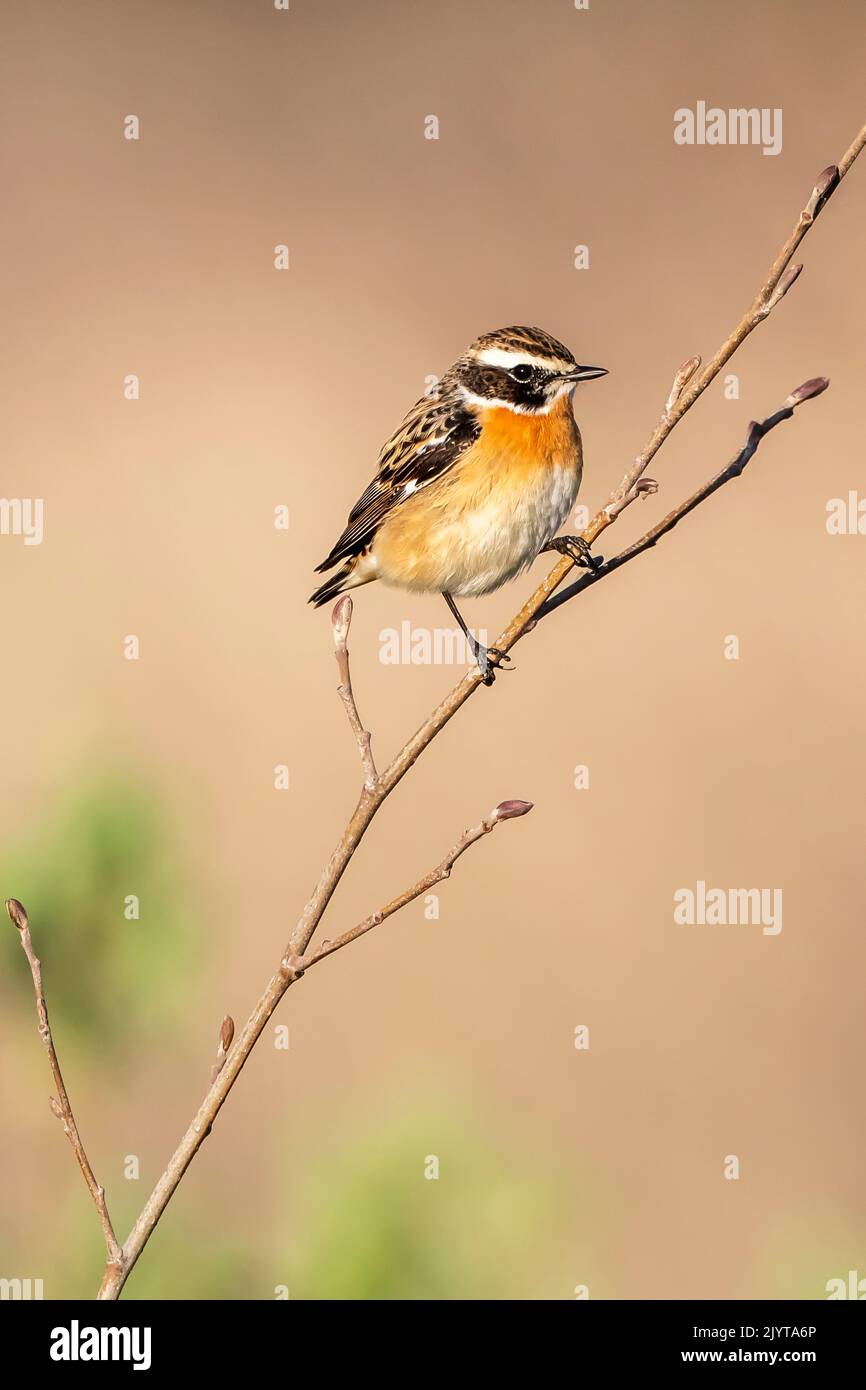 Whinchat (Saxicola rubetra) male on a shrub in spring, wooded meadow in the Plan de La Garde nature reserve, Var, France Stock Photo