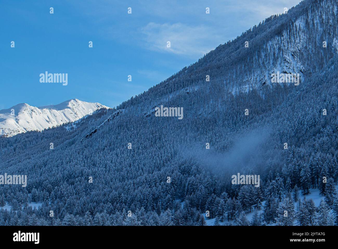 Snowy forest near the Col de Larche (Col de la Madeleine), northern part of the Mercantour National Park. Alpes-de-Haute-Provence, France Stock Photo