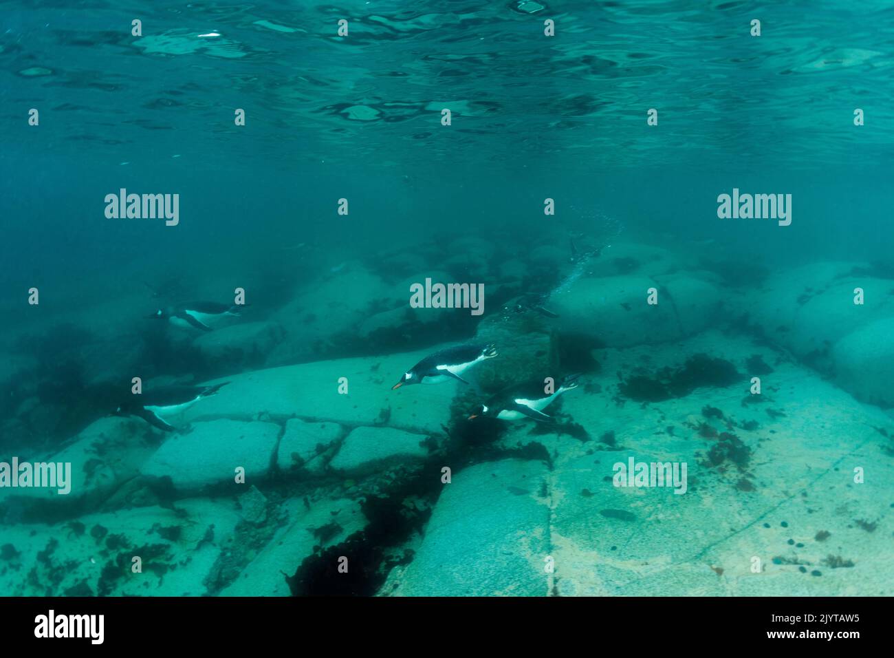 Gentoo penguins swimming hi-res stock photography and images - Alamy