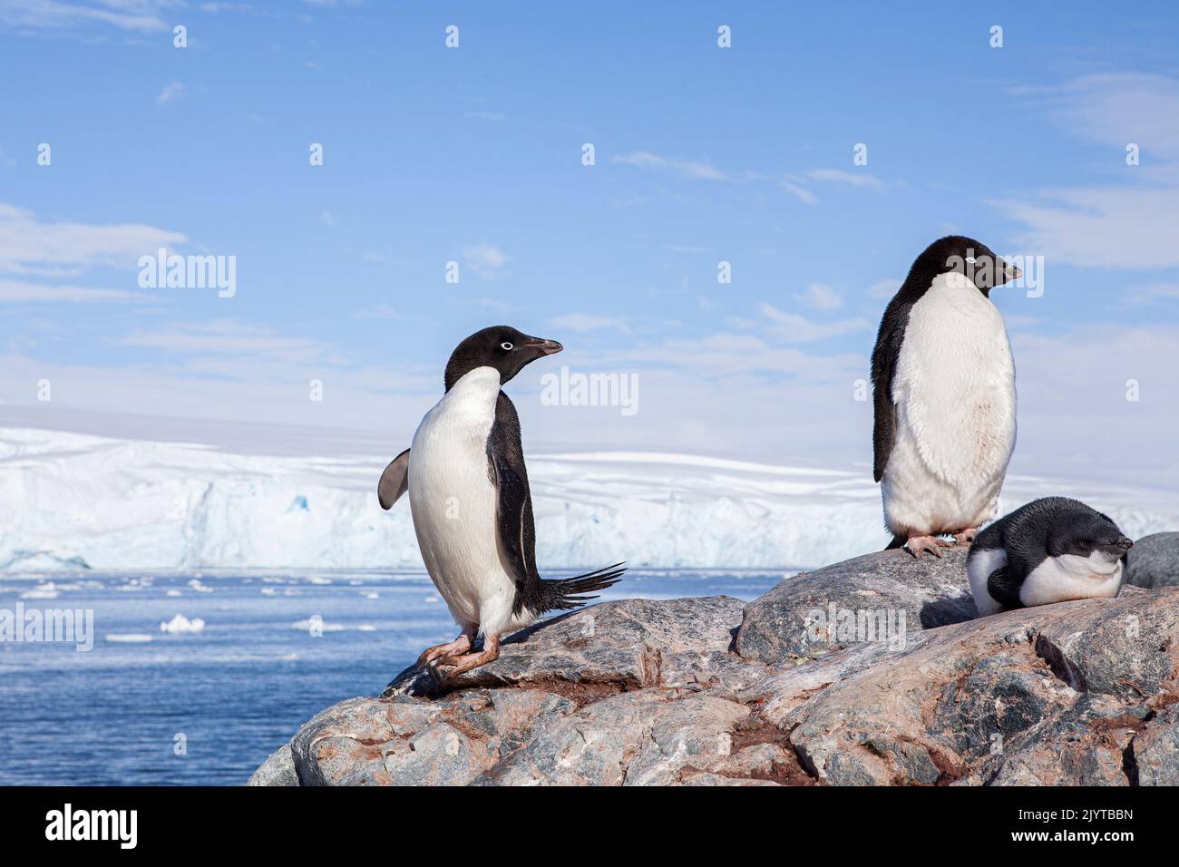 Three Adelie Penguin (Pygoscelis adeliae) a species of penguin common