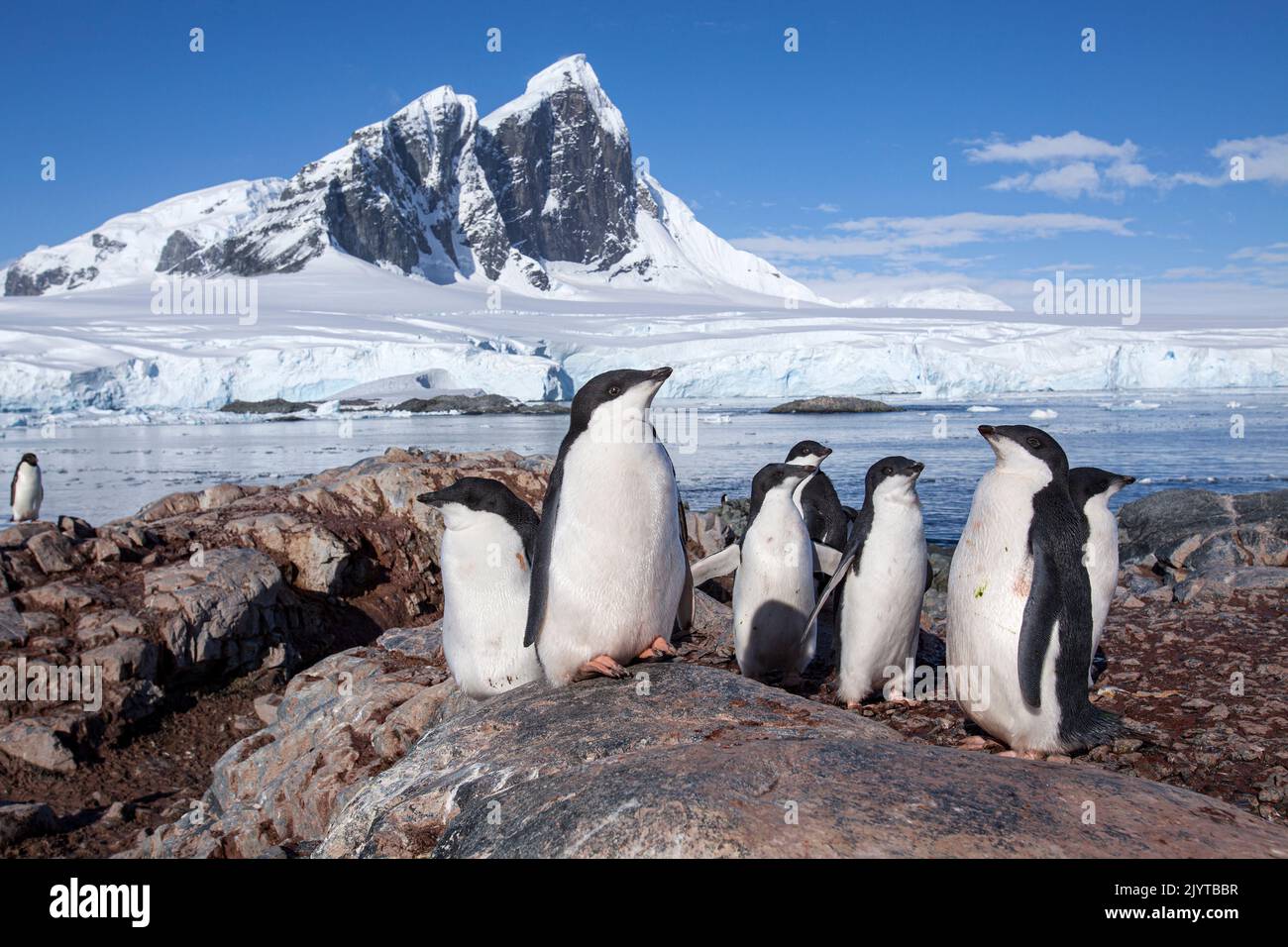 Group of youngs and adults Adelie Penguin (Pygoscelis adeliae) a
