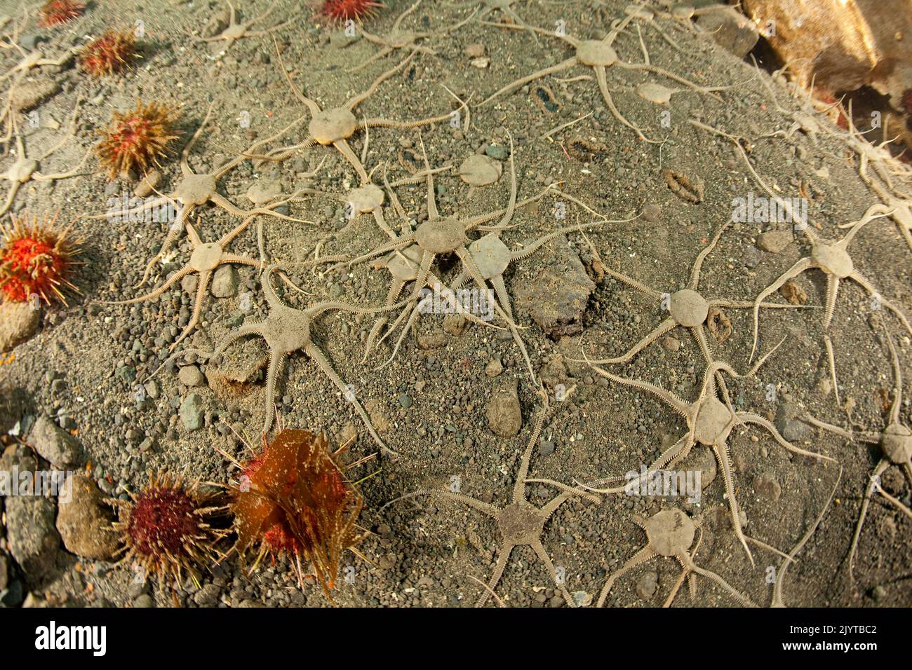 Aggregation of Brittle Star (Ophionotus victoriae) on a sandy bottom, It is a predator and opportunistic generalist and feeds on a wide range of invertebrates, especially krill. Antarctic Peninsula, Antarctica Stock Photo