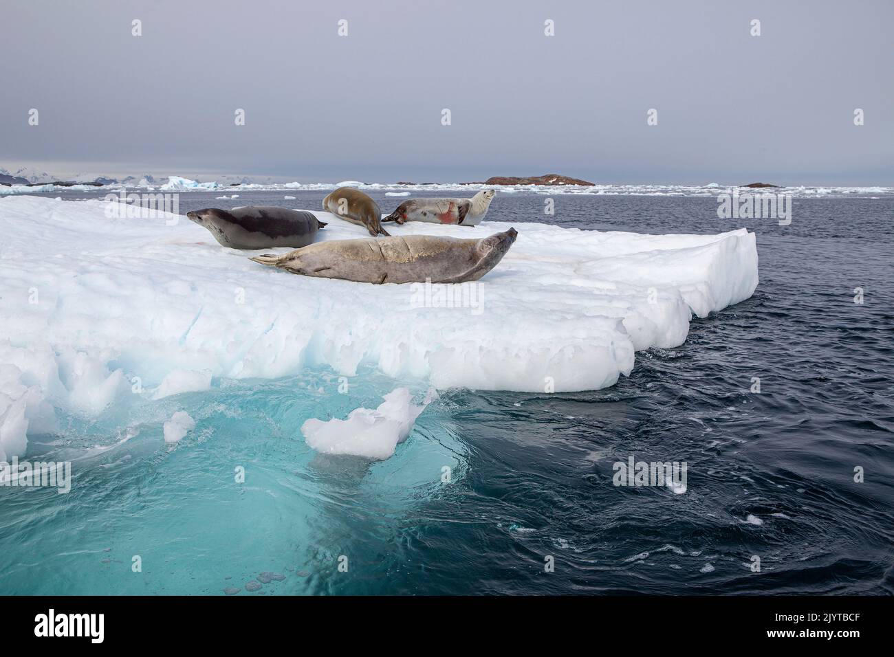 Crabeater seal (Lobodon carcinophaga) resting on a floating ice, Petermann Island, Antarctic Peninsula, Antarctica Stock Photo