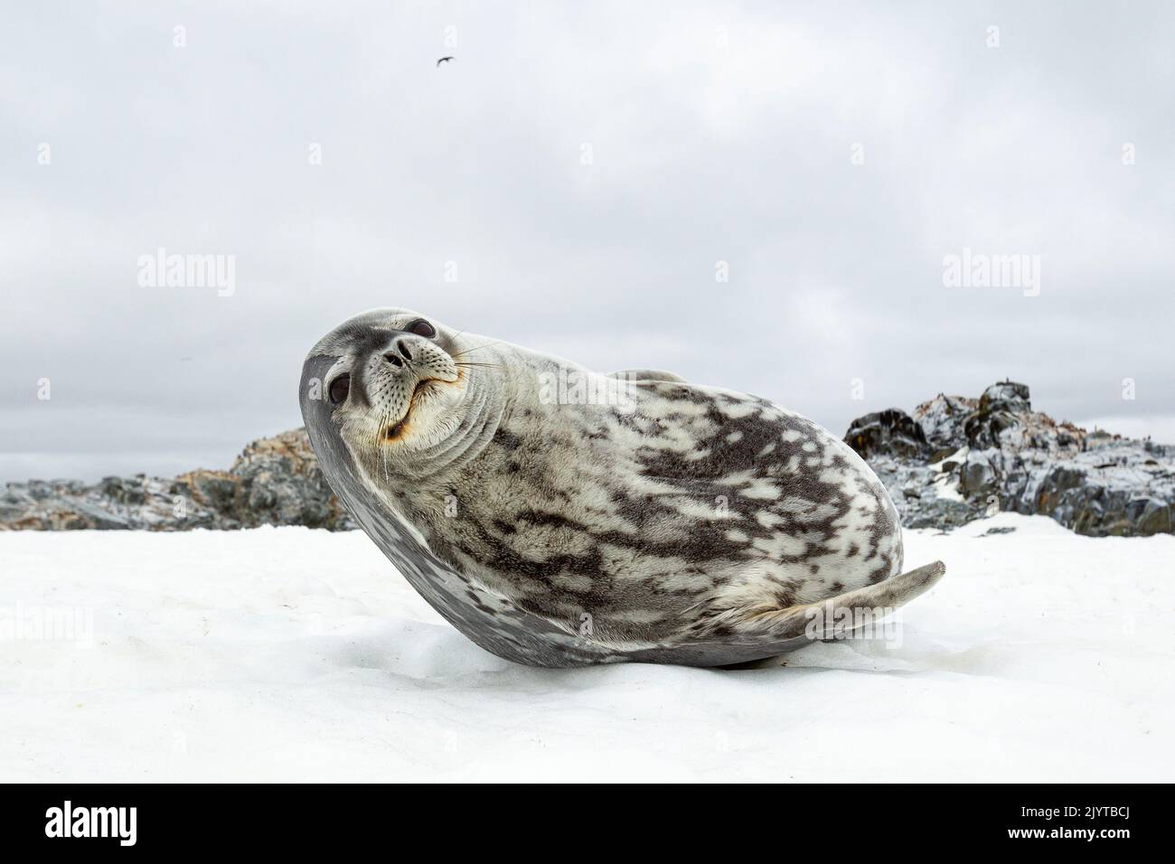 Weddell seal (Leptonychotes weddellii) is a relatively large and abundant true seal with a circumpolar distribution surrounding Antarctica. It is one of the five seals that can be seen in Antarctica. Antarctic Peninsula, Antarctica Stock Photo