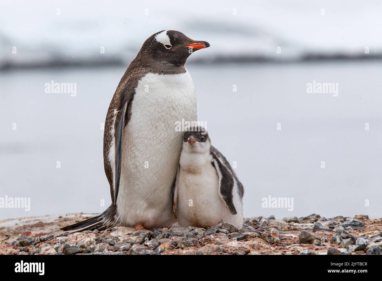 Gentoo Penguin (Pygoscelis papua) chick seek protection from its parent. Port Lockroy, Goudier Island, Antarctic Peninsula, Antarctica Stock Photo