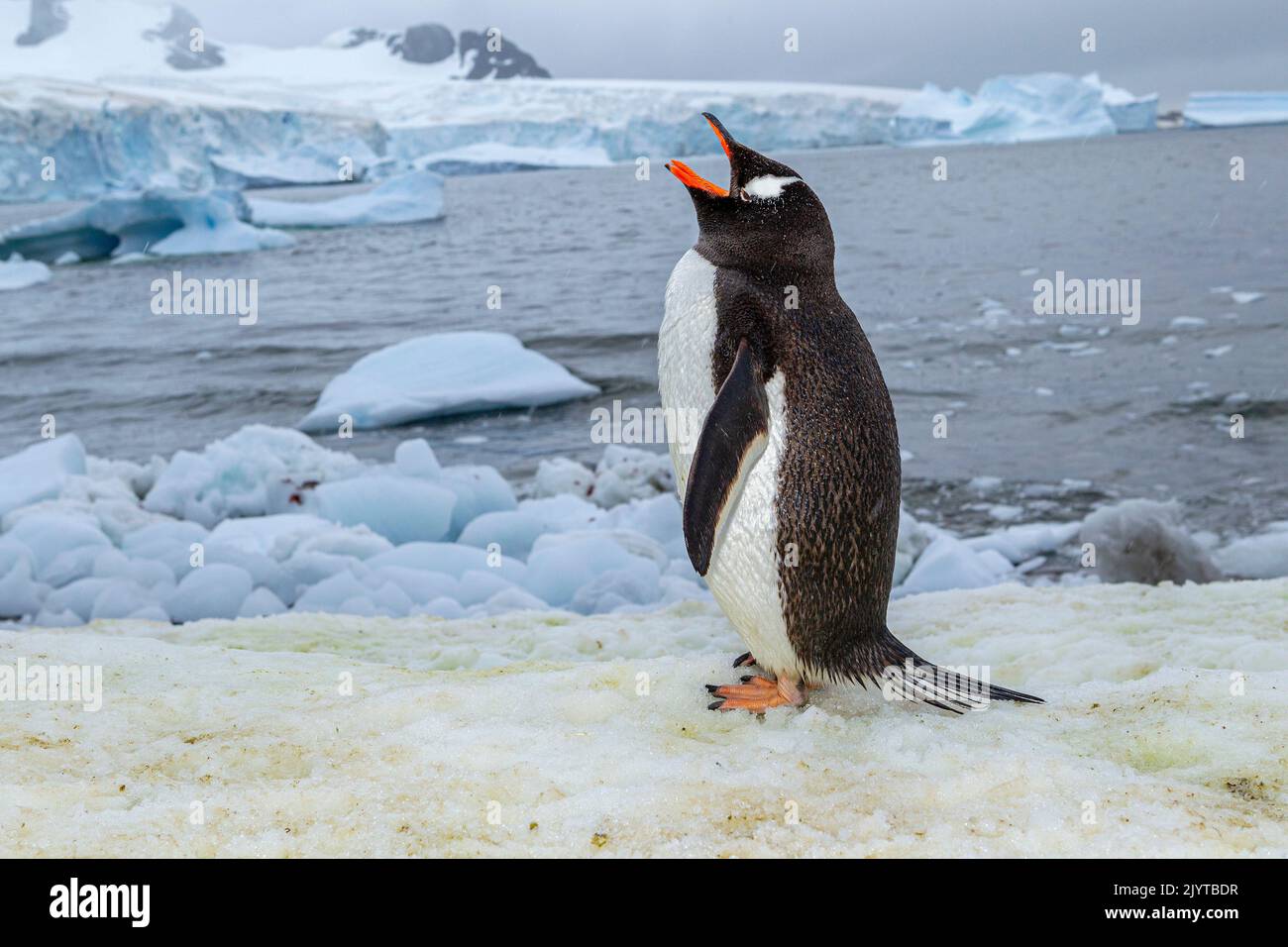 Gentoo penguin (Pygoscelis papua) barking in excitement or in an attempt to display his dominance on the snow at Cuverville Island, Antarctic Peninsula, Antarctica Stock Photo
