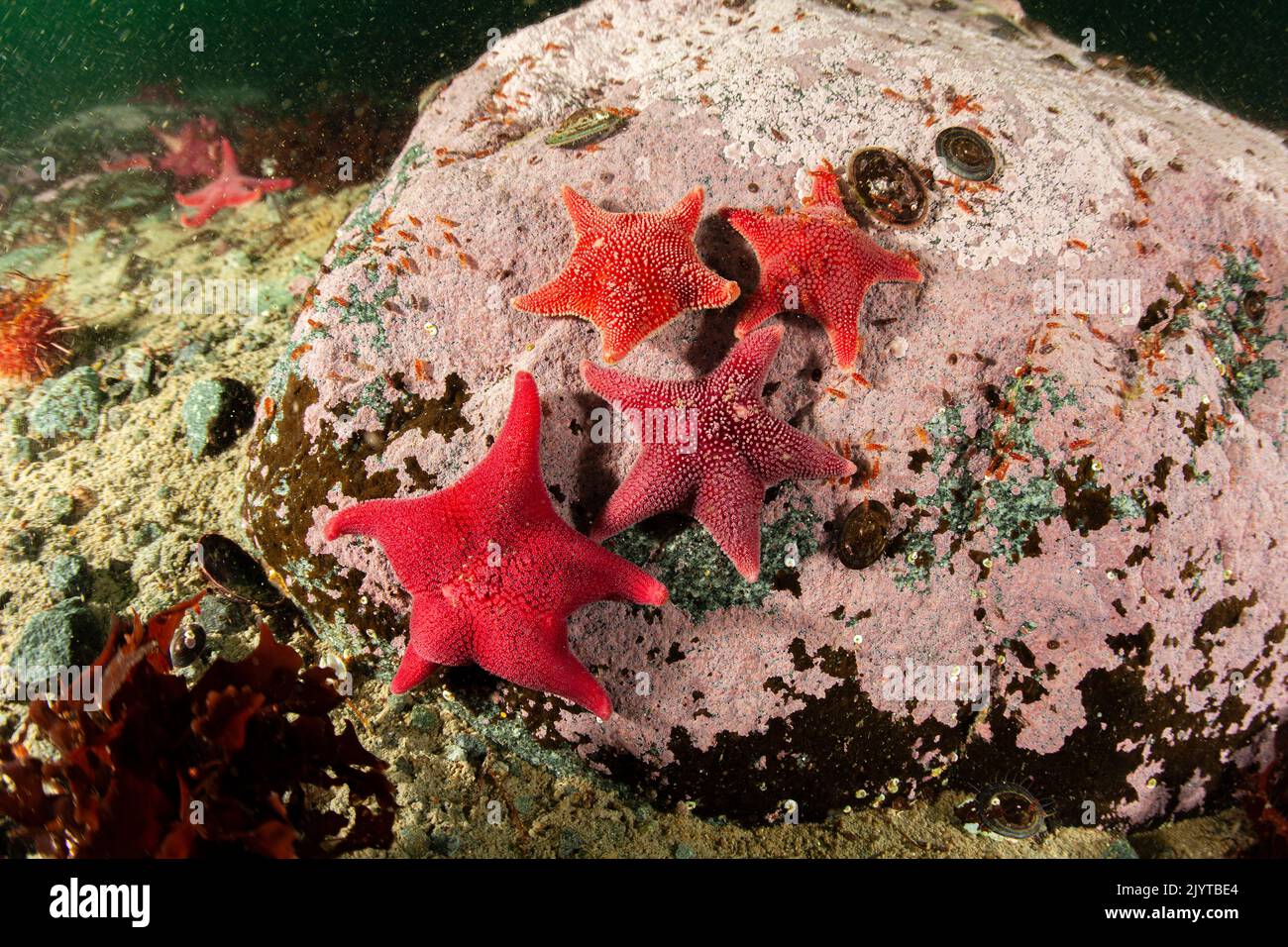 Feeding aggregation of sea star (Odontaster validus), Antarctic ...