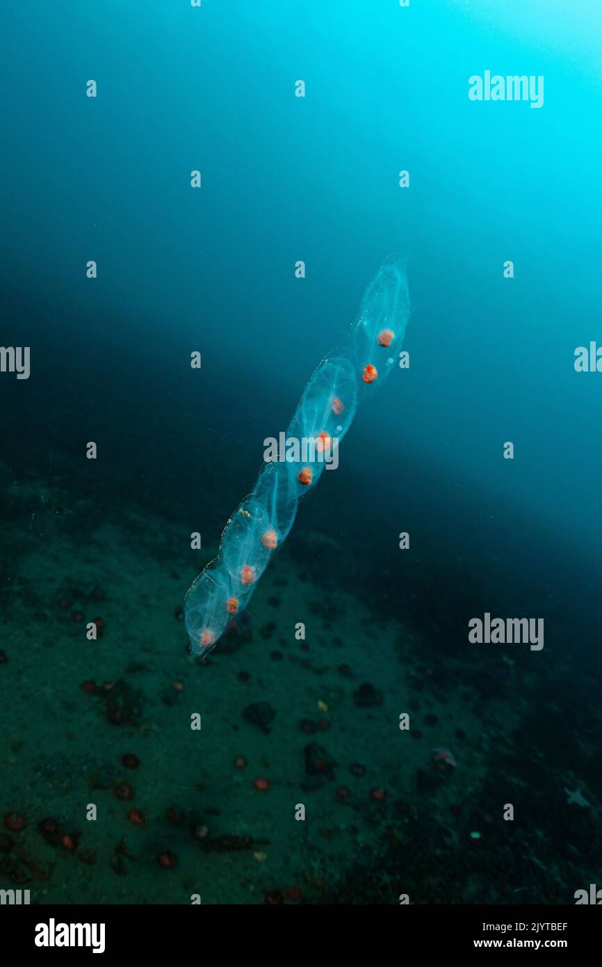 Salps, also known colloquially as ?sea grape?) or salpa, salpae or salpas is a barrel-shaped, planktic tunicate. Antarctic Peninsula, Antarctica Stock Photo