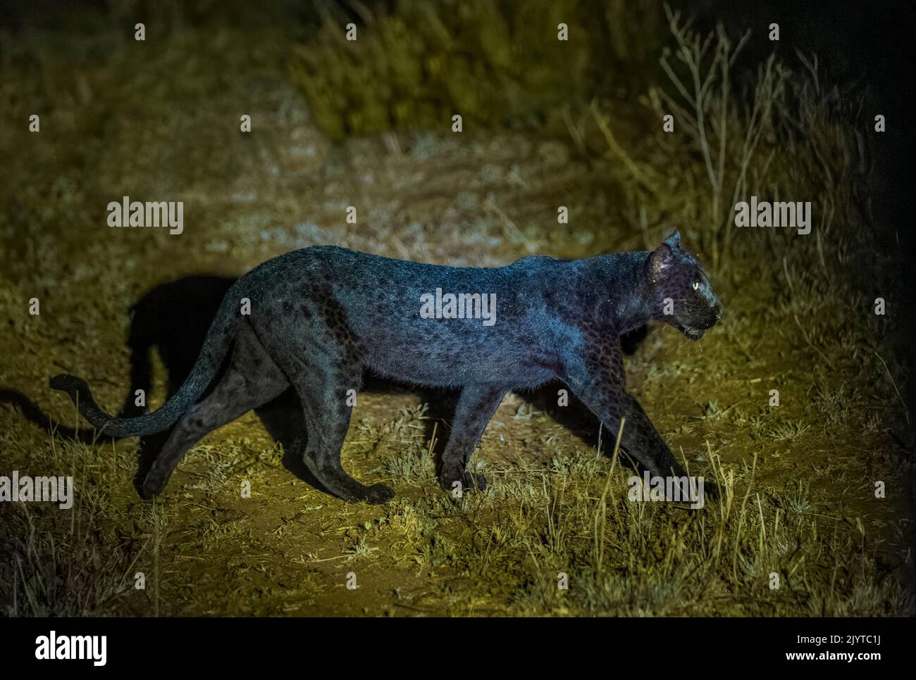 Extremely Rare Photo Of A Black Panther Or African Black Leopard Extremely Rare Photo Of A Black Panther Or African Black Leopard