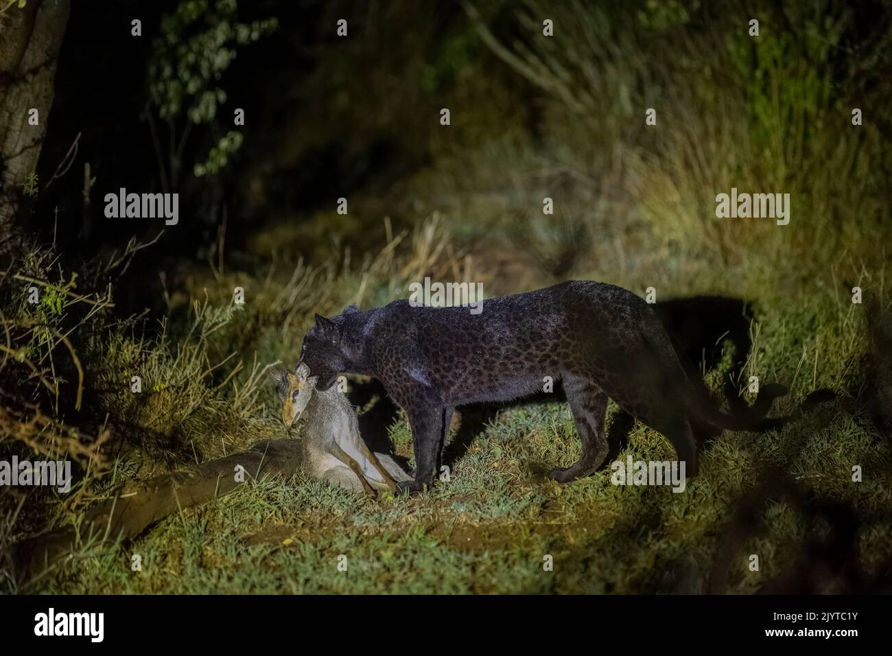 Extremely rare photo of a Black Panther or African Black Leopard (Panthera pardus pardus), melanistic form, evolving at night in dry shrubby savannah, killed a small antelope, Günther's Dik-Dik, very special leopard subspecies, Laikipia County, Kenya, East Africa, Africa Stock Photo