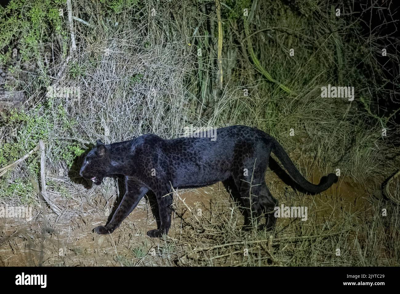 Extremely rare photo of a Black Panther or African Black Leopard (Panthera pardus pardus), melanistic form, evolving at night in dry shrubby savannah, very special leopard subspecies, Laikipia County, Kenya, East Africa, Africa Stock Photo