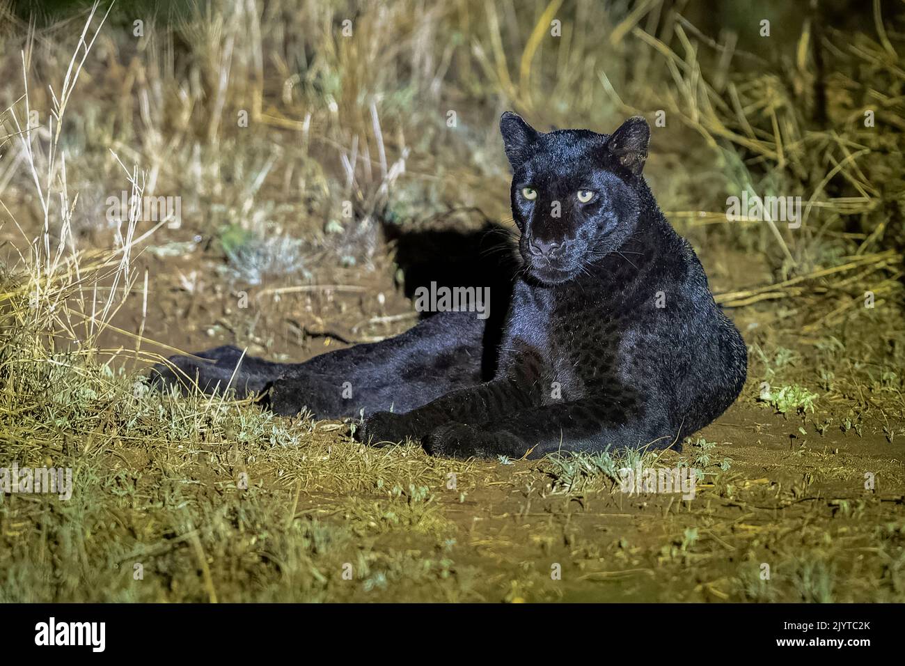 Extremely Rare Photo Of A Black Panther Or African Black Leopard Extremely Rare Photo Of A Black Panther Or African Black Leopard