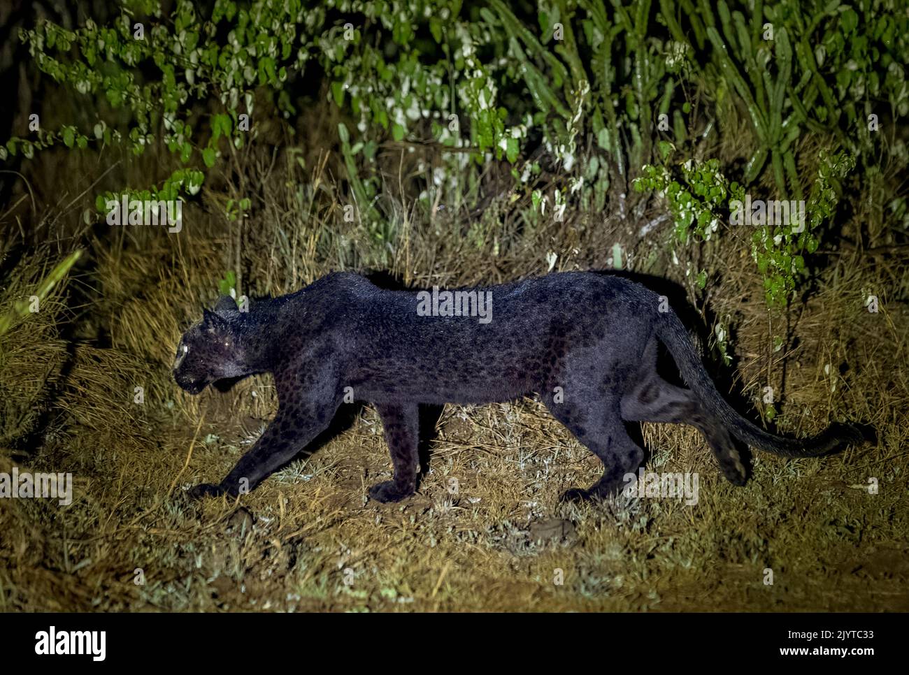 Extremely rare photo of a Black Panther or African Black Leopard (Panthera pardus pardus), melanistic form, evolving at night in dry shrubby savannah, very special leopard subspecies, Laikipia County, Kenya, East Africa, Africa Stock Photo