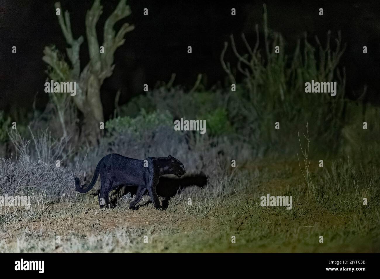Extremely Rare Photo Of A Black Panther Or African Black Leopard Extremely Rare Photo Of A Black Panther Or African Black Leopard