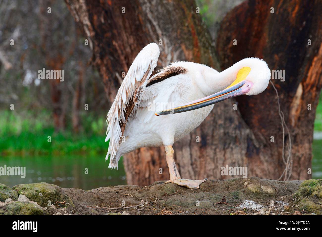Great white pelican (Pelecanus onocrotalus) cleaning its feathers