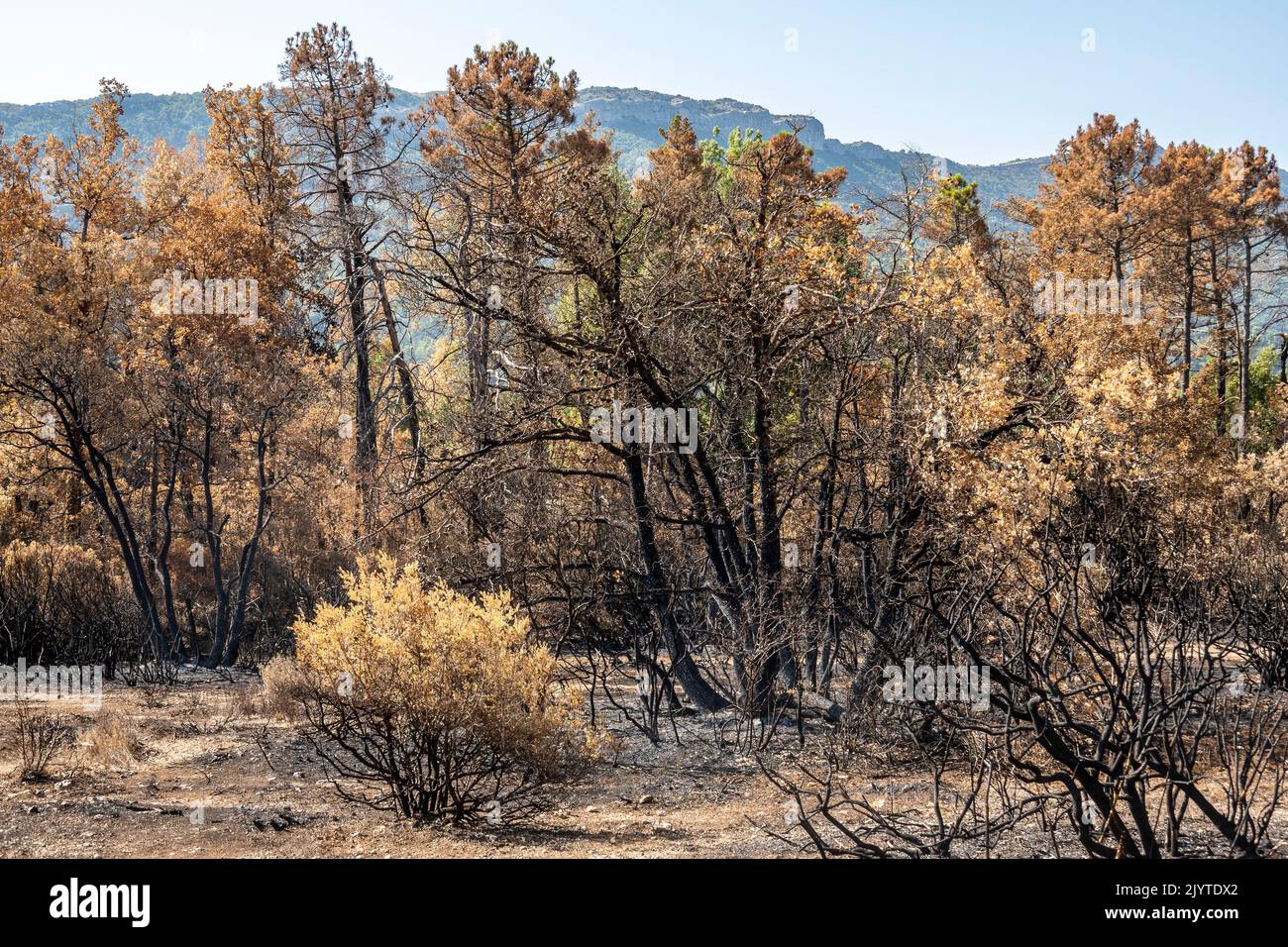Trees burnt by fire, Sainte Baume Regional Nature Park, Var, France. Summer 2022 Stock Photo