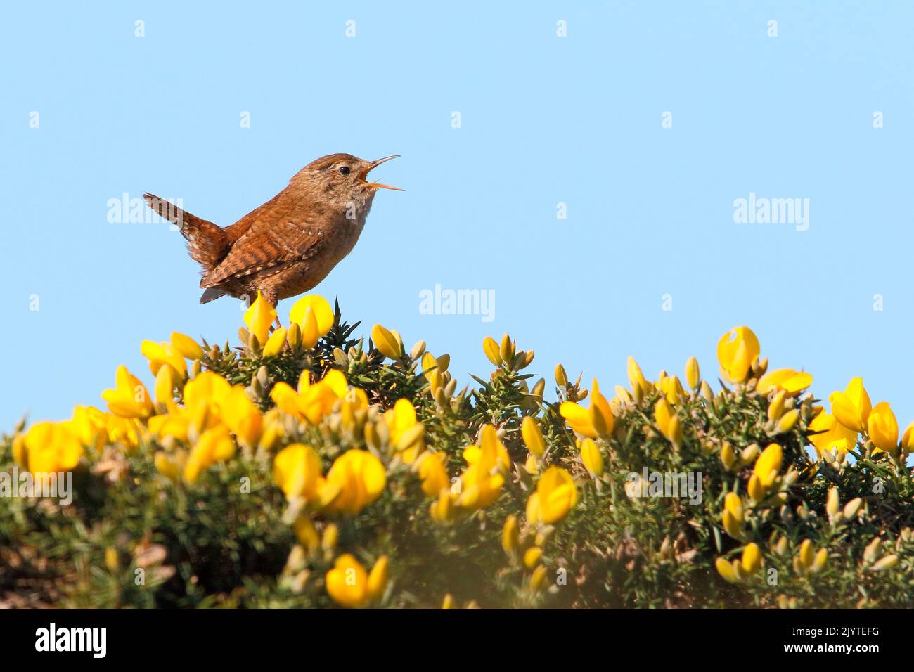 Wren (Troglodytes troglodytes)singing on the gorse in bloom against a blue sky and its territory in spring, Finistere, France Stock Photo