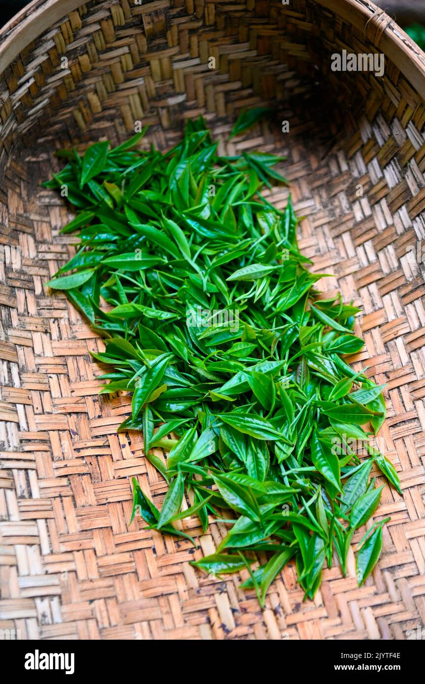 Harvest of some very young leaves to make one of the best teas in the