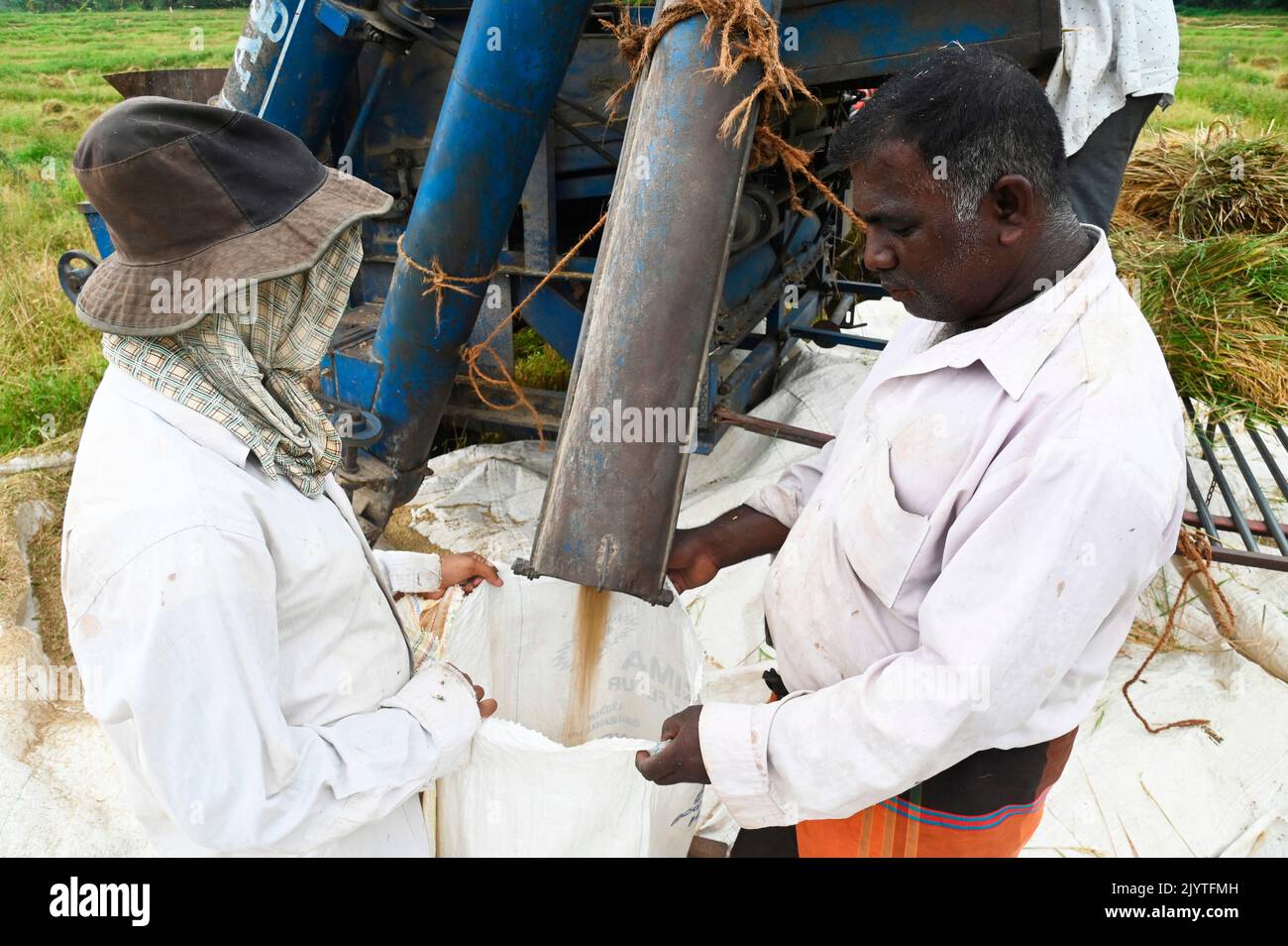 People in a rice field harvesting the rice with a machine separating ...
