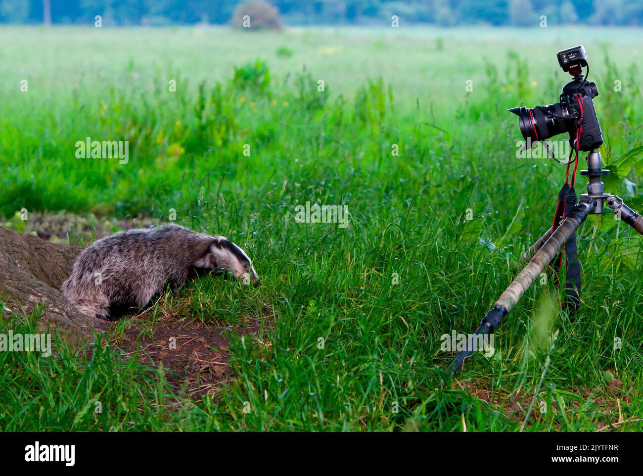 Badger (Meles meles) and camera Stock Photo