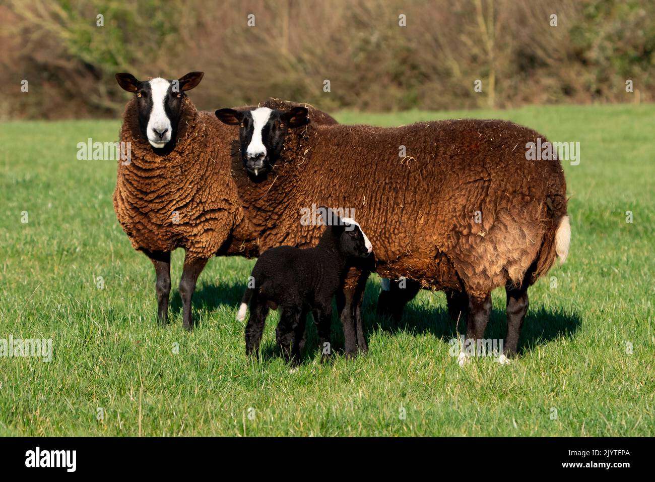 Balwen Welsh Mountain sheep (Ovis aries) standing in a meadow, England Stock Photo