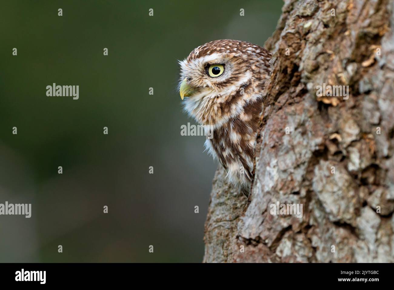 Little owl (Athena noctua) peeking from his hole, England Stock Photo