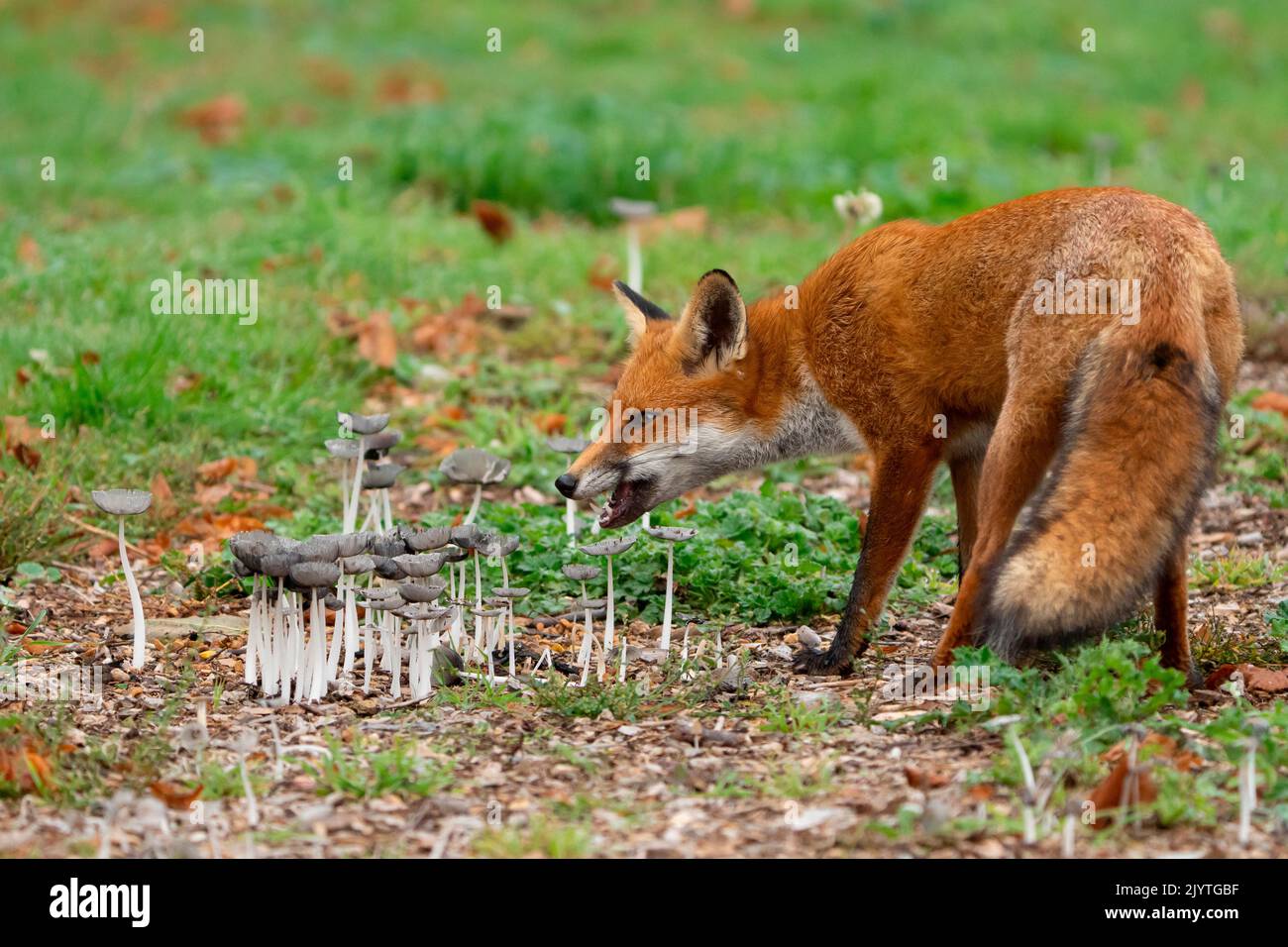 Red fox (Vulpes vulpes) eating mushrooms, England Stock Photo
