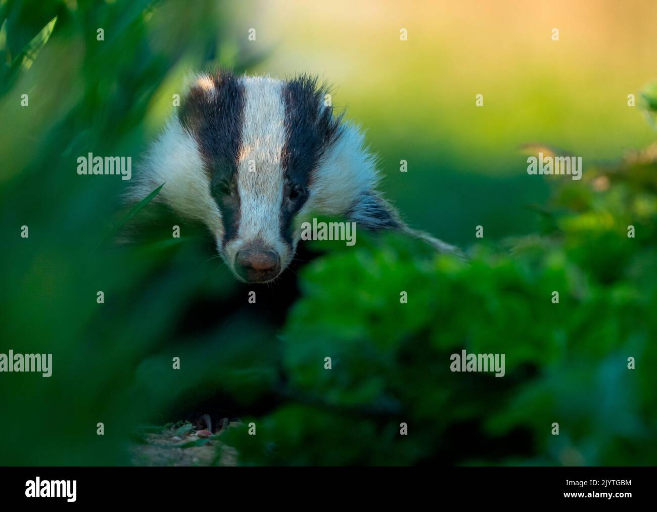 Badger (Meles meles) amongst grass at sunset, England Stock Photo