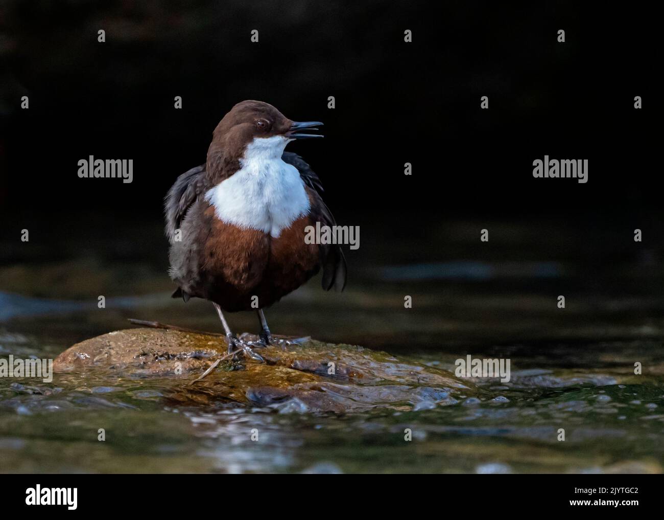 Dipper (Cinclus cinclus) standing in water and calling, England Stock Photo