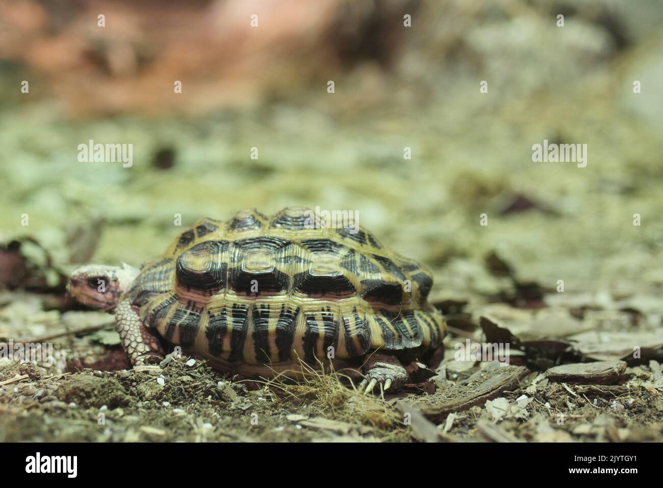 young turtle resting on rock  Stock Photo