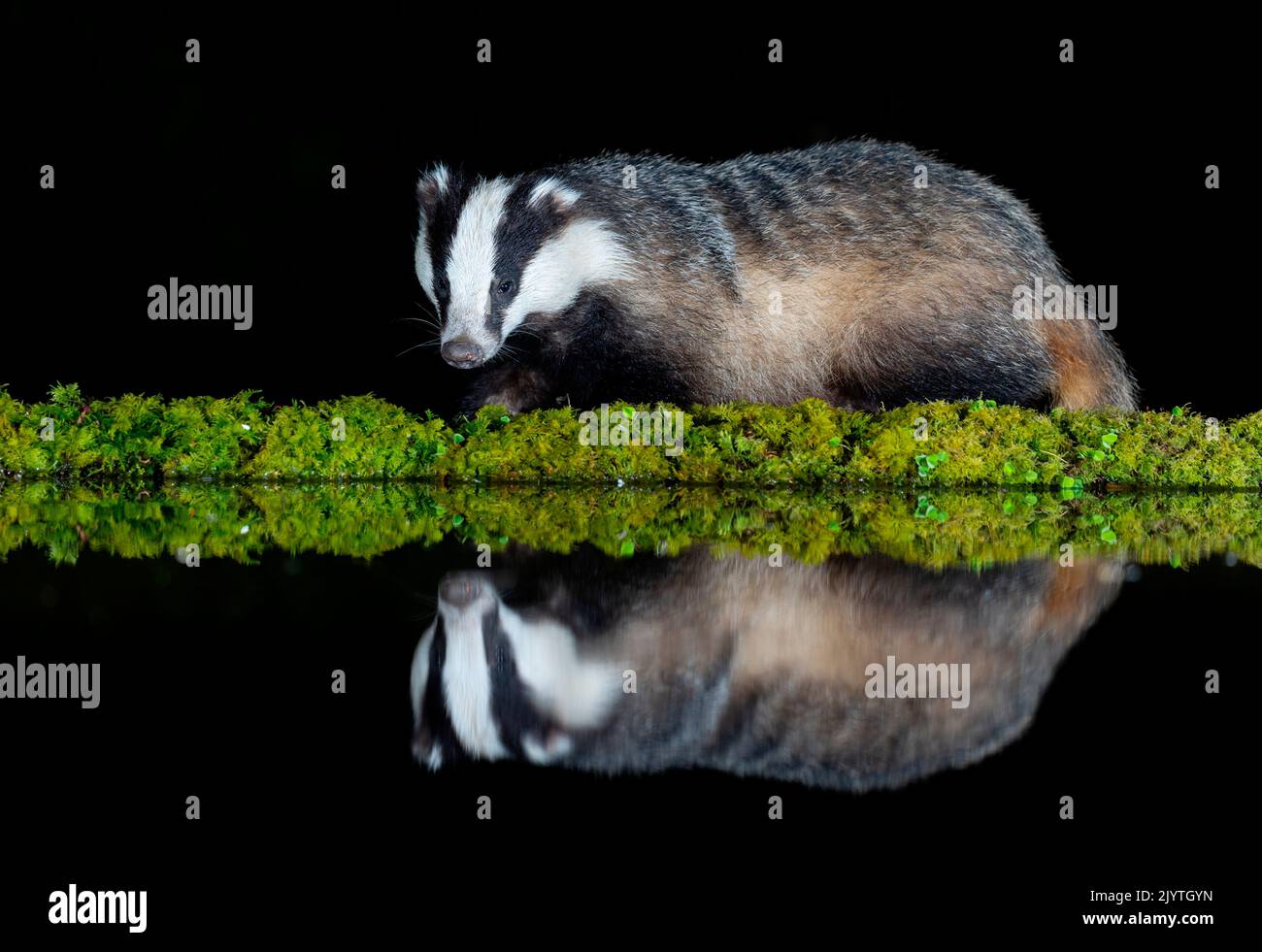 Badger (Meles meles) standing by water at night, Scotland Stock Photo
