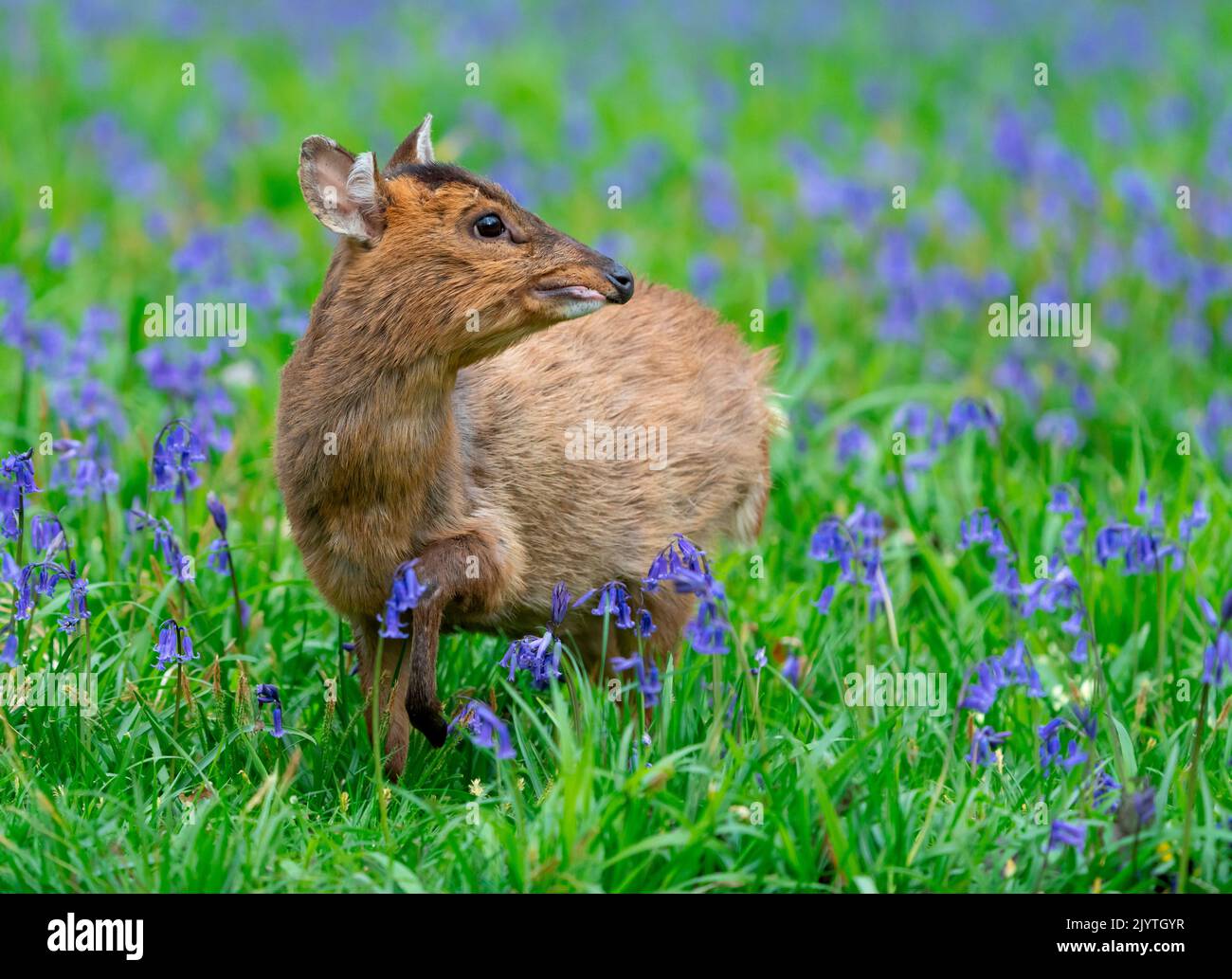 Muntjack deer (Muntiacus reevesi) standing amongst bluebell, England Stock Photo