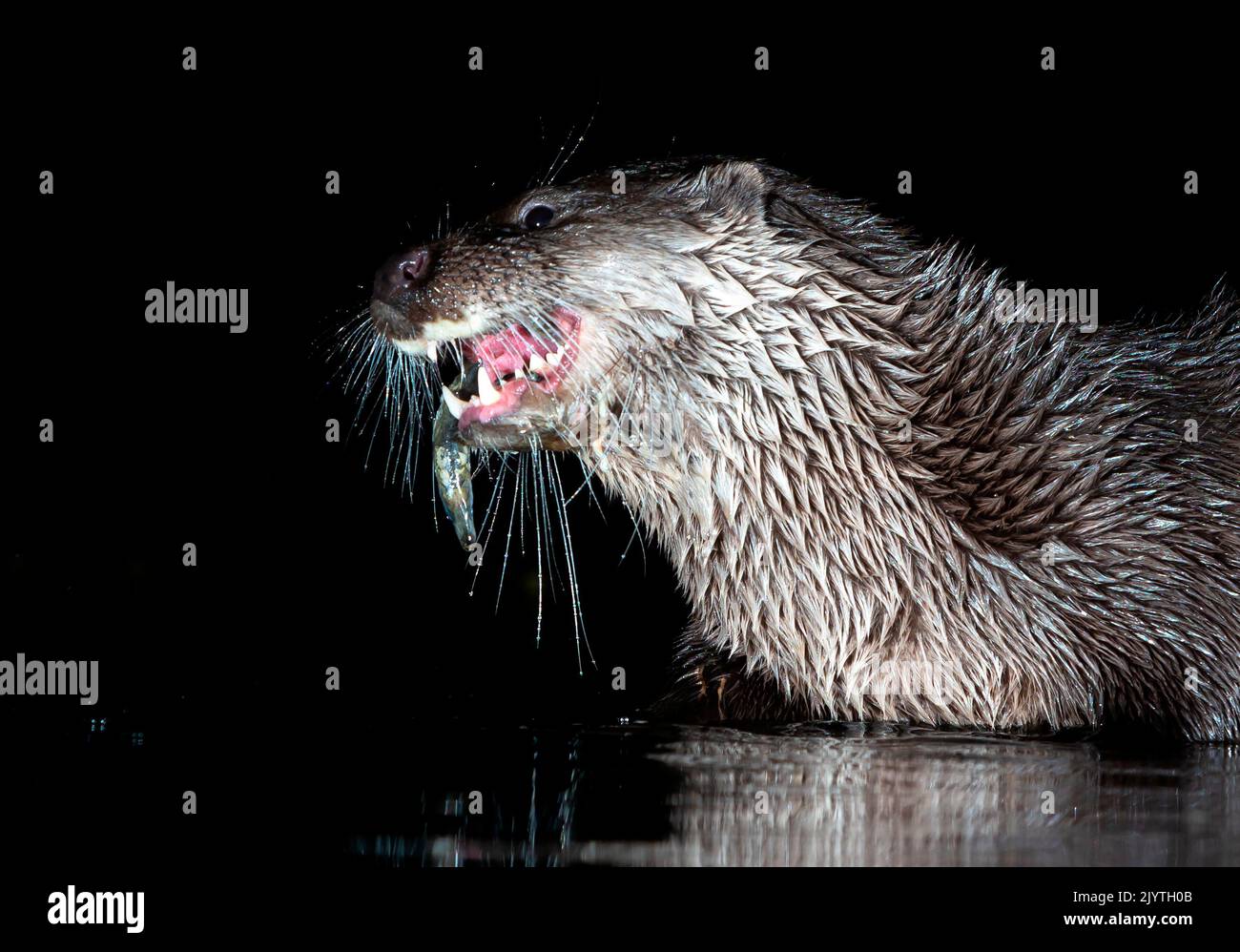 Eurasian otter (Lutra lutra) eating a fish, Scotland Stock Photo