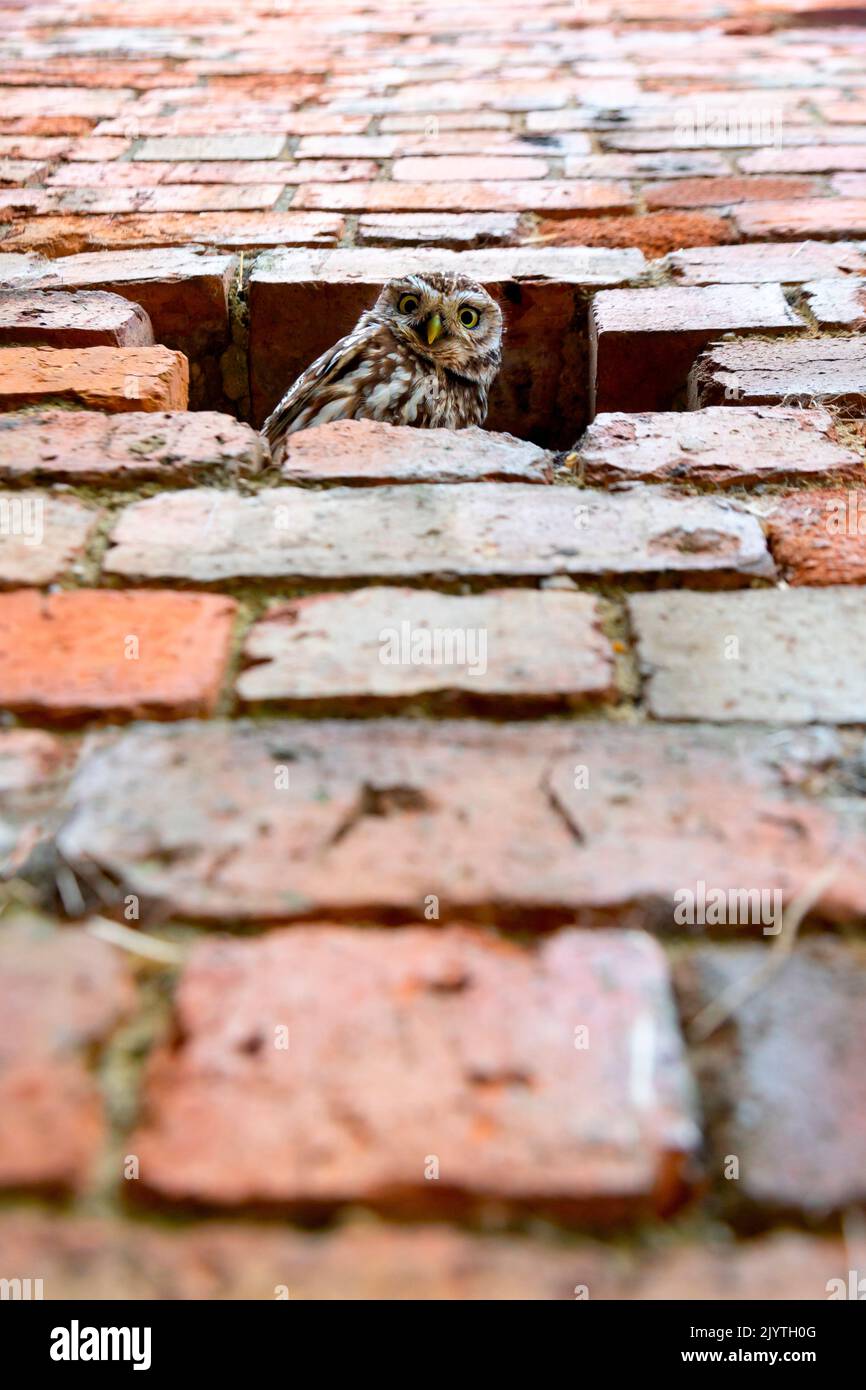 Little owl (Athena noctua) perched inside a hole in a wall, England Stock Photo