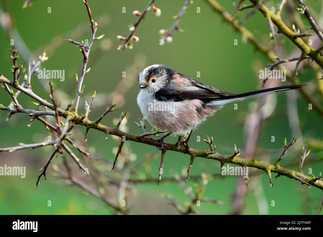 Long-tailed tit (Aegithalos caudatus;) perched amongst blackthorn Stock Photo