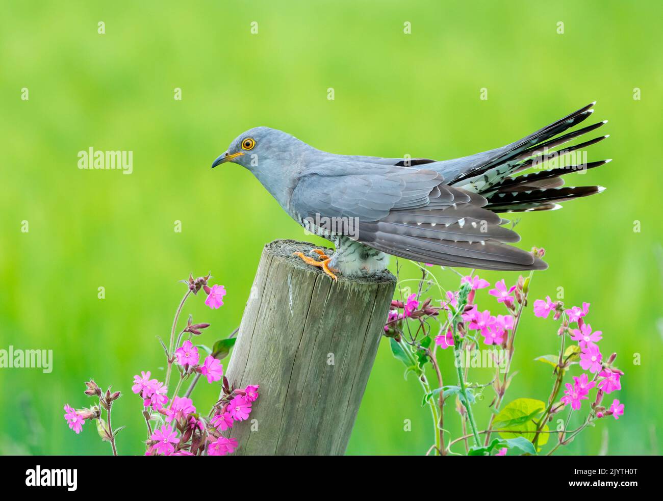 Cuckoo (Cuculus canorus) perched on a post amongst flowers, England Stock Photo