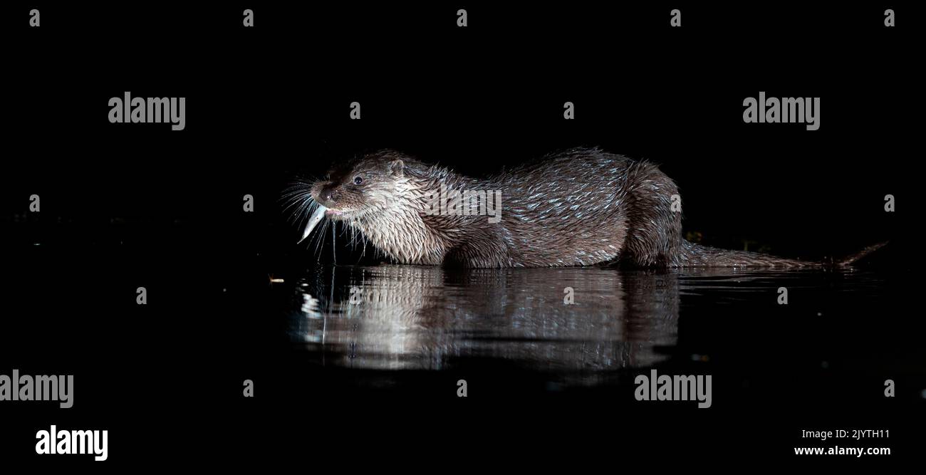 Eurasian otter (Lutra lutra) eating a fish, Scotland Stock Photo