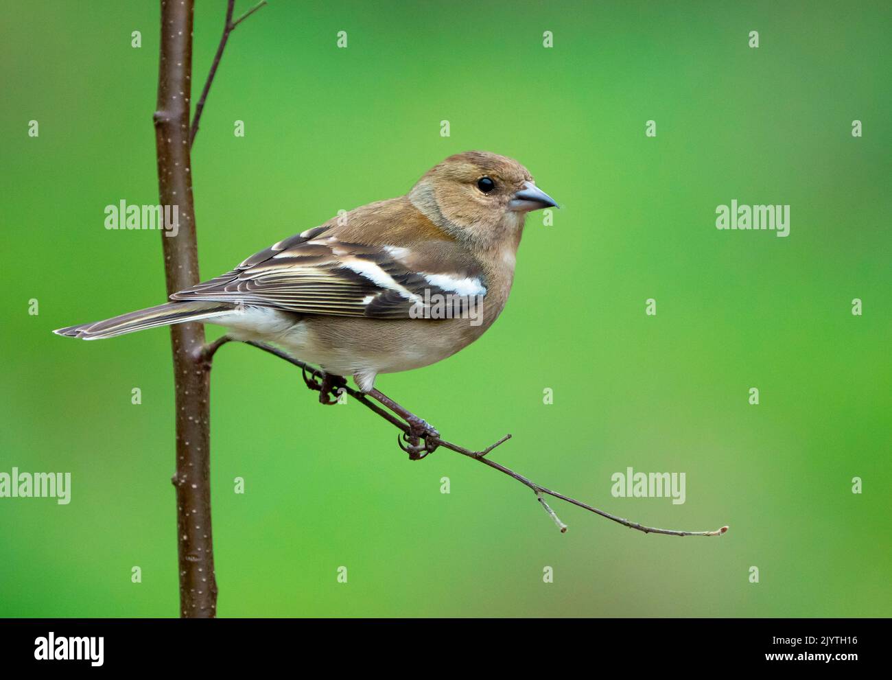 Chaffinch (Fringilla coelebs) perched on a branch, England Stock Photo
