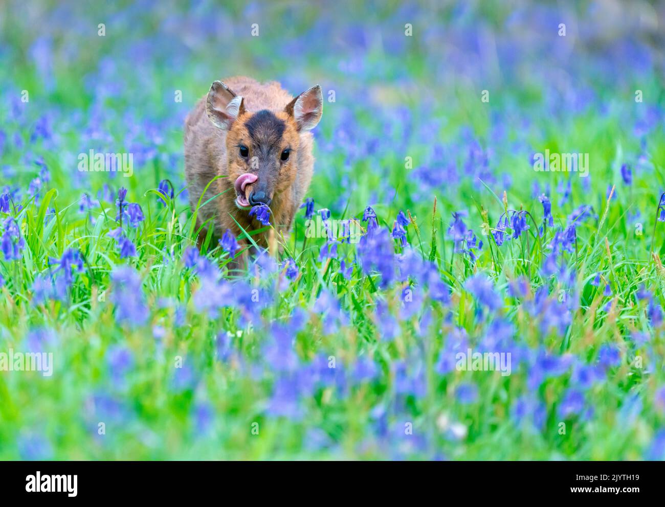 Muntjack deer (Muntiacus reevesi) standing amongst bluebell and licking his noze, England Stock Photo