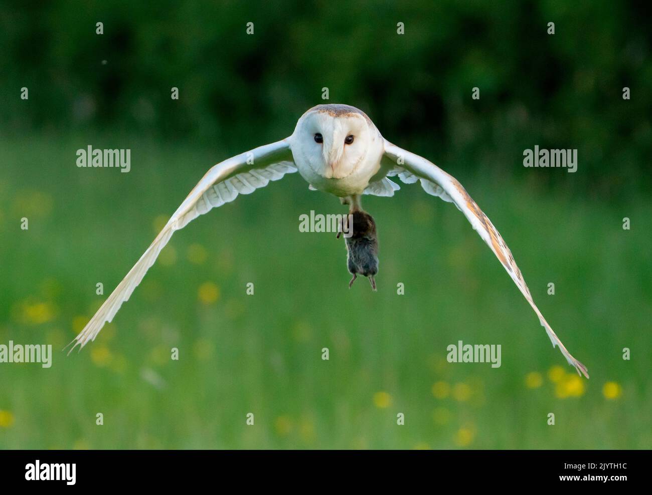 Barn owl (Tyto alba) flying with a prey in his talon, England Stock Photo