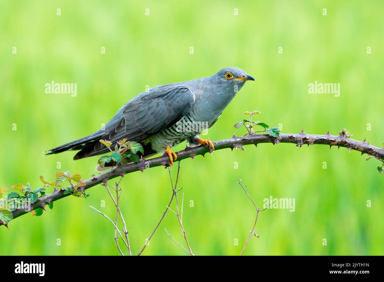 Common Cuckoo (Cuculus canorus) perched on a bramble, England Stock Photo
