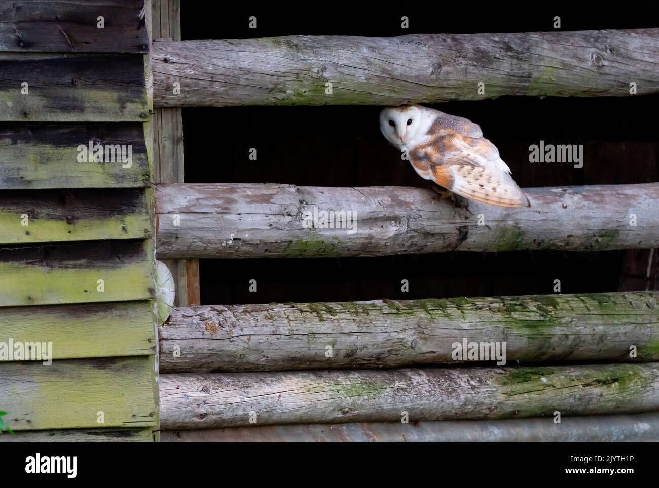 Barn owl (Tyto alba) perched on a barn door, England Stock Photo