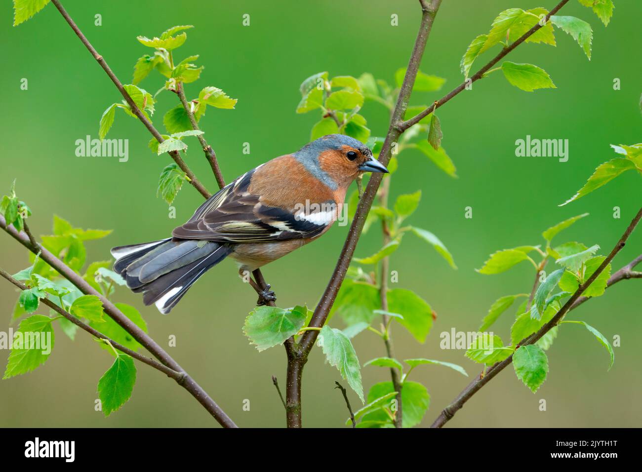 Chaffinch (Fringilla coelebs) male perched on a branch, England Stock Photo