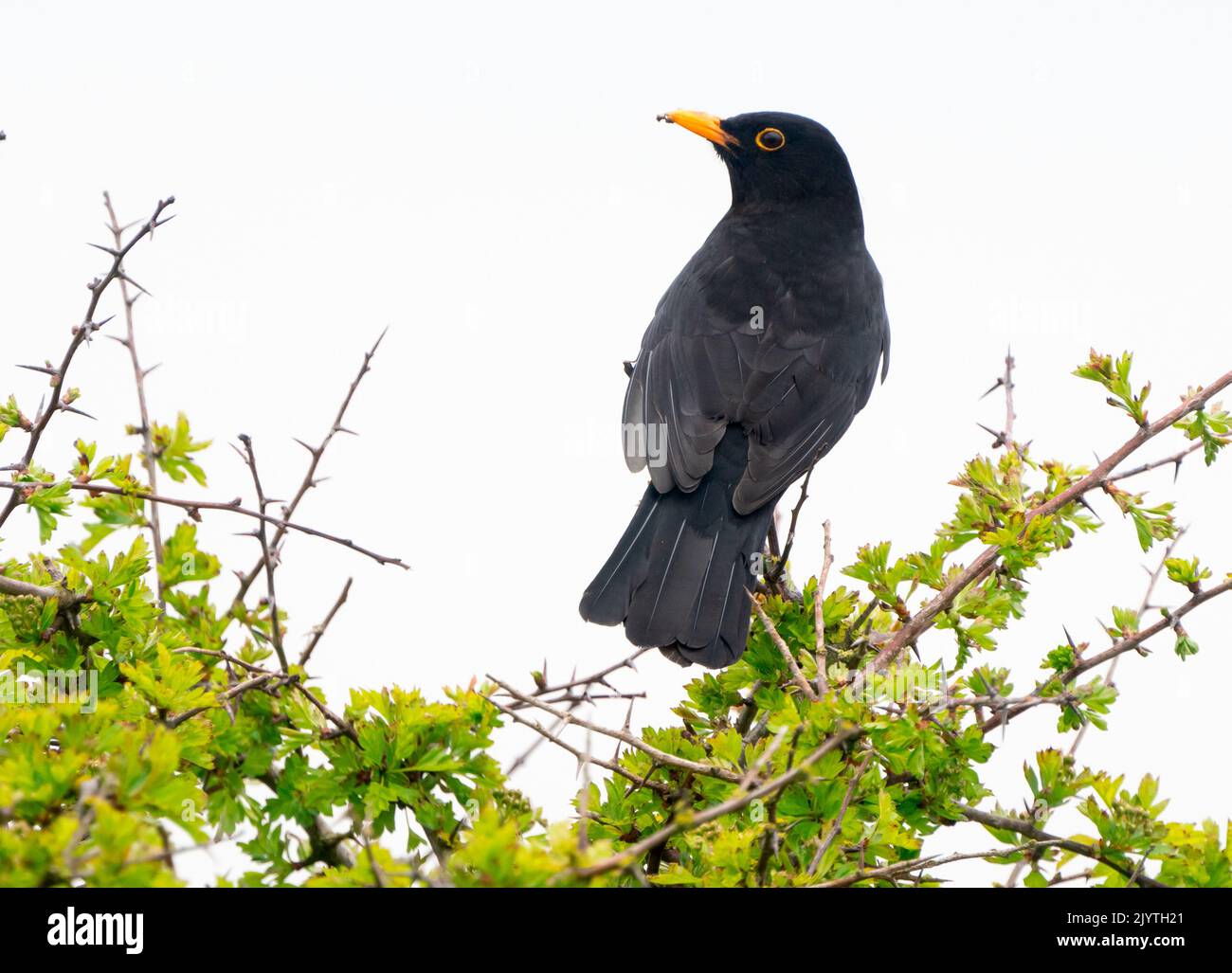 Blackbird (Turdus merula) perched on the top of a tree, England Stock Photo