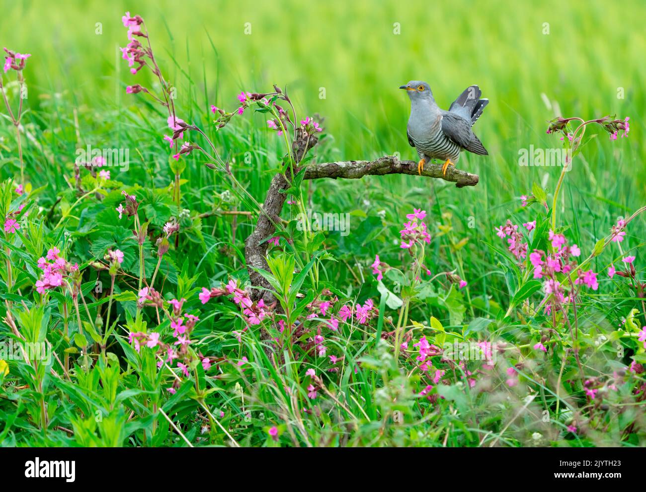 Cuckoo (Cuculus canorus) perched on a branch amongst flowers, England Stock Photo
